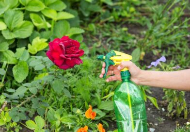 Jak pielęgnować i gdzie umiejscowić różę piennej w ogrodzie – przewodnik po najatrakcyjniejszych odmianach