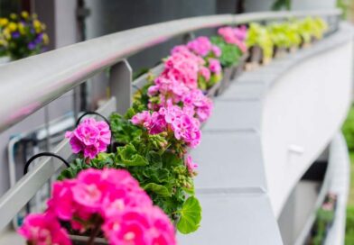 Jak skutecznie nawozić balkonowe pelargonie – przewodnik po najlepszych nawozach